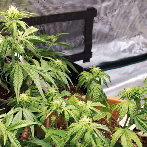 Matanuska growlog timeline photo