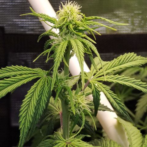 Matanuska growlog timeline photo