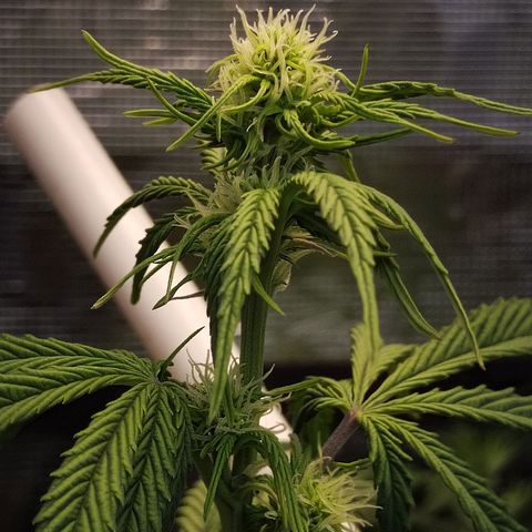 Matanuska growlog timeline photo