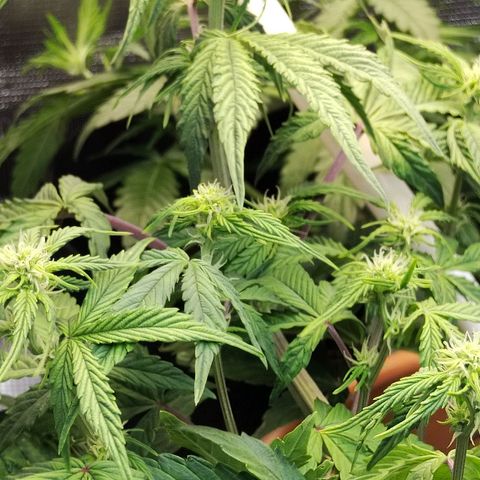 Matanuska growlog timeline photo