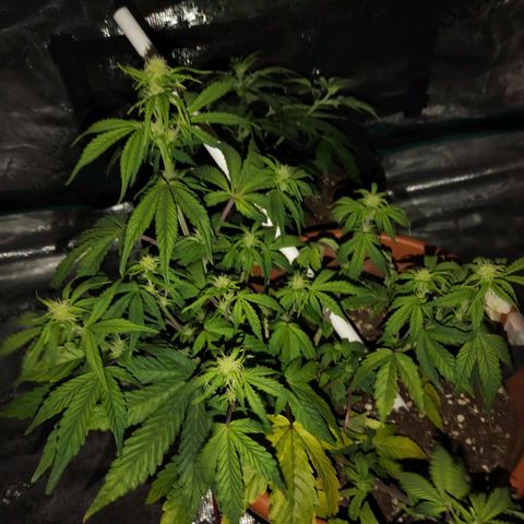 Matanuska growlog timeline photo