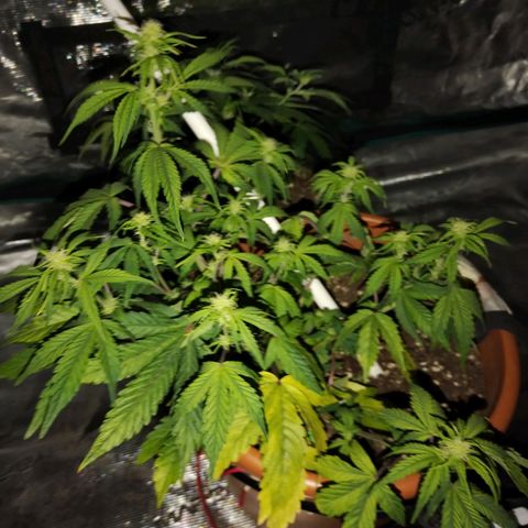 Matanuska growlog timeline photo