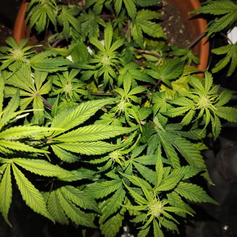 Matanuska growlog timeline photo