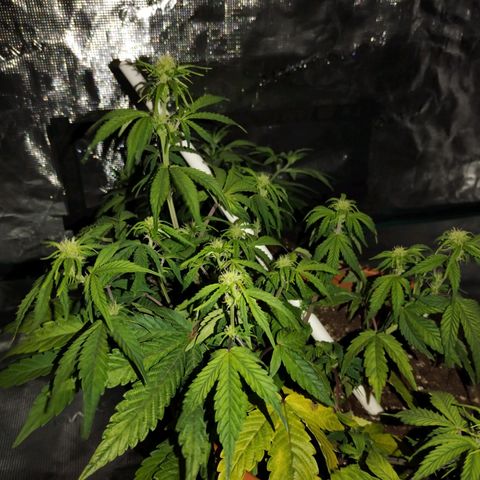 Matanuska growlog timeline photo
