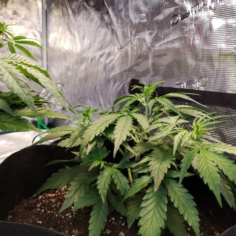 Critikal XXL auto growlog timeline photo