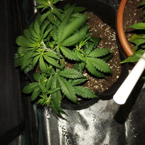 Critikal XXL auto growlog timeline photo