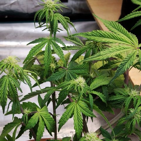 Matanuska growlog timeline photo