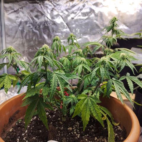 Matanuska growlog timeline photo