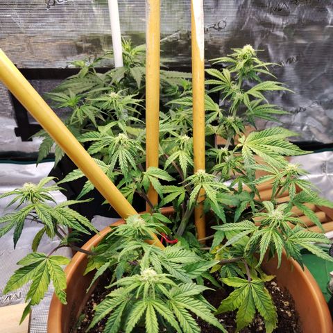Matanuska growlog timeline photo