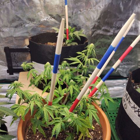Matanuska growlog timeline photo