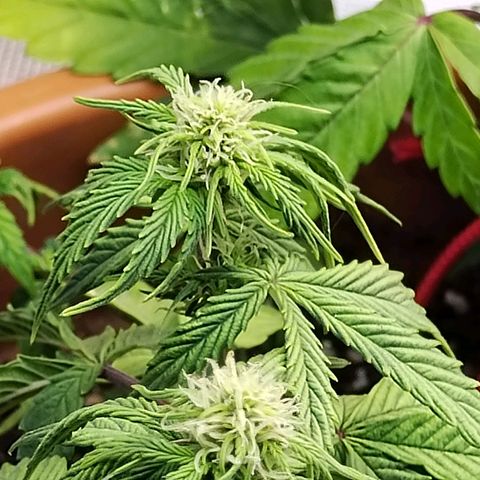 Matanuska growlog timeline photo