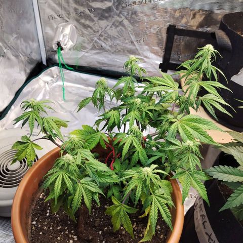 Matanuska growlog timeline photo