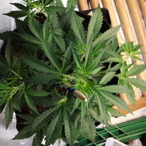 Critikal XXL auto growlog timeline photo