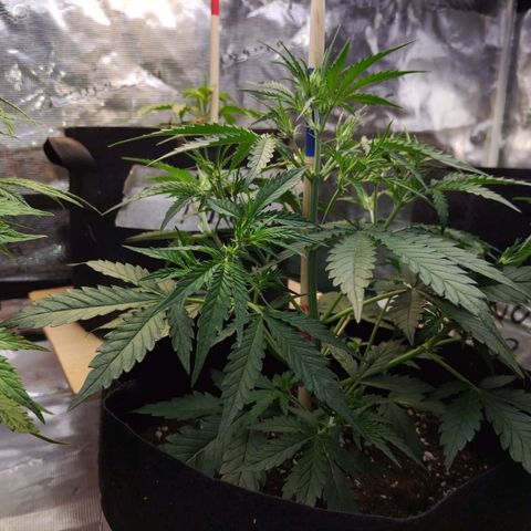 Critikal XXL auto growlog timeline photo