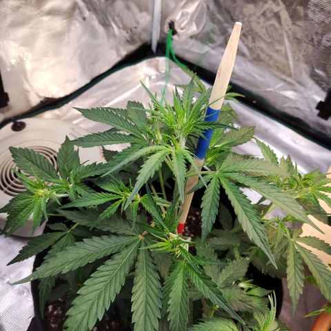 Critikal XXL auto growlog timeline photo