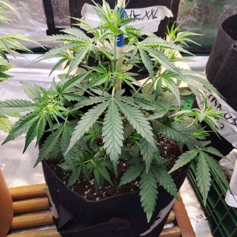 Critikal XXL auto growlog timeline photo