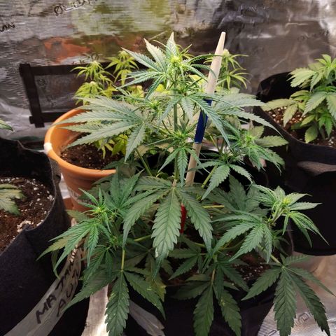 Critikal XXL auto growlog timeline photo