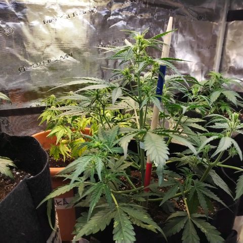 Critikal XXL auto growlog timeline photo