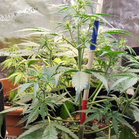 Critikal XXL auto growlog timeline photo