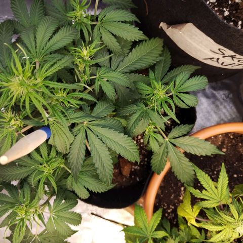 Critikal XXL auto growlog timeline photo