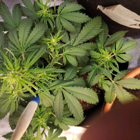 Critikal XXL auto growlog timeline photo