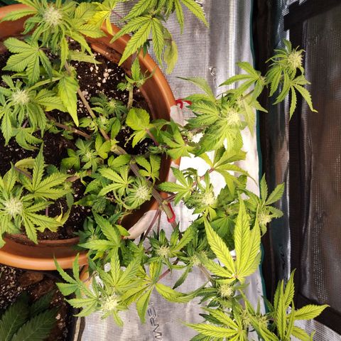 Matanuska growlog timeline photo