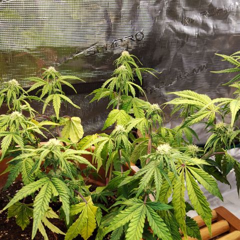Matanuska growlog timeline photo