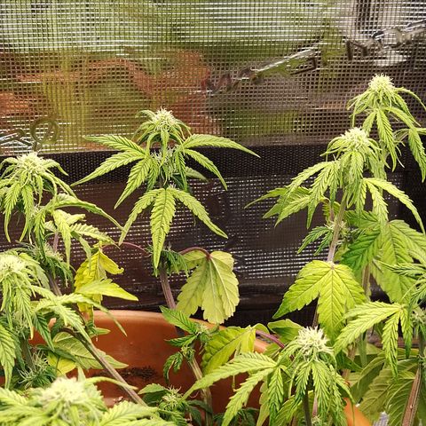 Matanuska growlog timeline photo