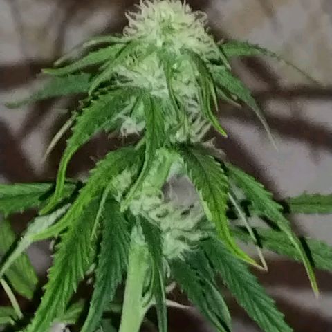 Matanuska growlog timeline photo