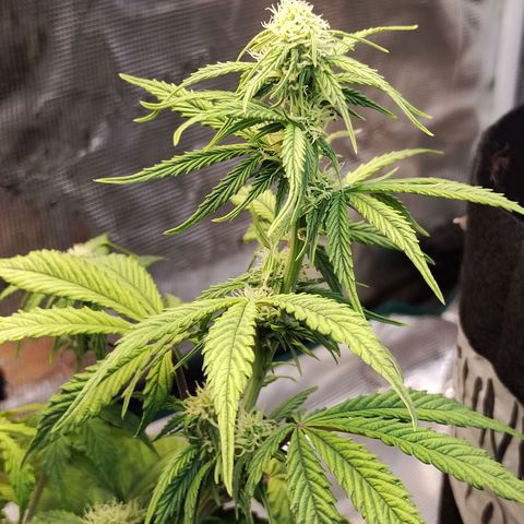 Matanuska growlog timeline photo