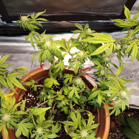 Matanuska growlog timeline photo