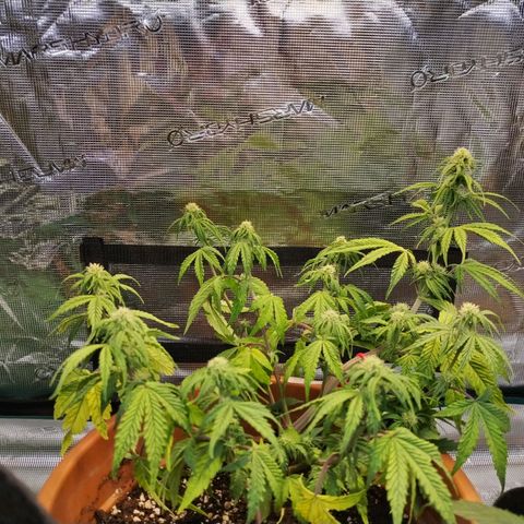 Matanuska growlog timeline photo
