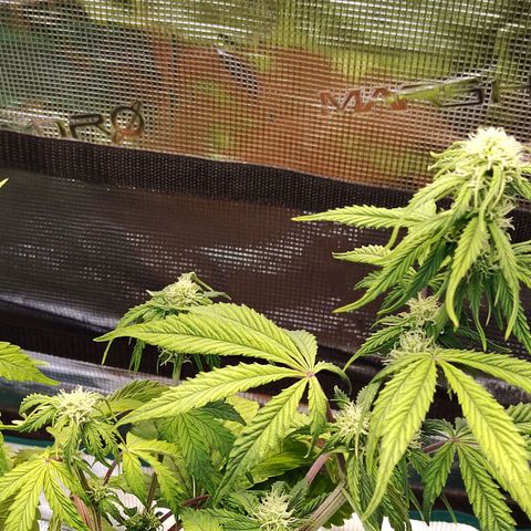 Matanuska growlog timeline photo