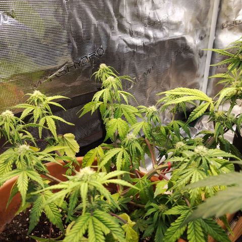 Matanuska growlog timeline photo