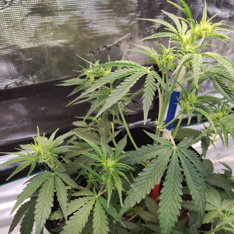 Critikal XXL auto growlog timeline photo