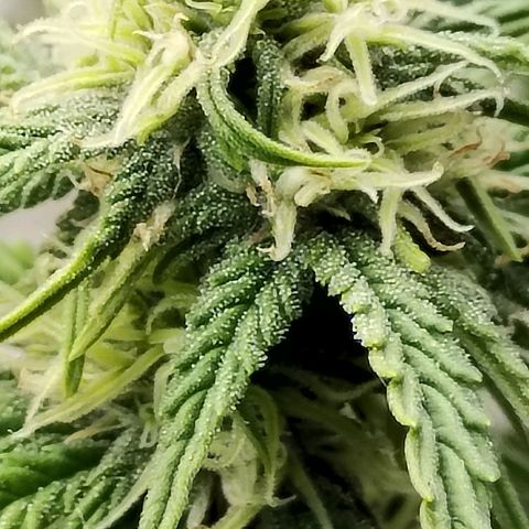 Matanuska growlog timeline photo