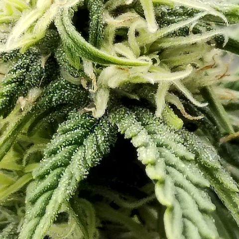 Matanuska growlog timeline photo