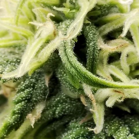 Matanuska growlog timeline photo
