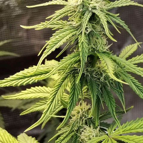 Matanuska growlog timeline photo
