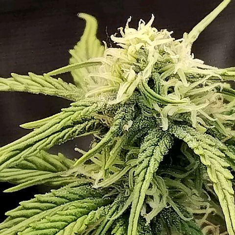 Matanuska growlog timeline photo