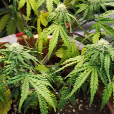 Matanuska growlog timeline photo