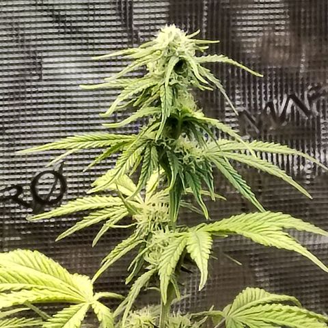 Matanuska growlog timeline photo