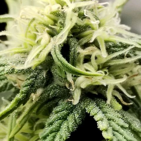 Matanuska growlog timeline photo