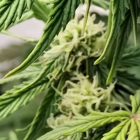 Matanuska growlog timeline photo