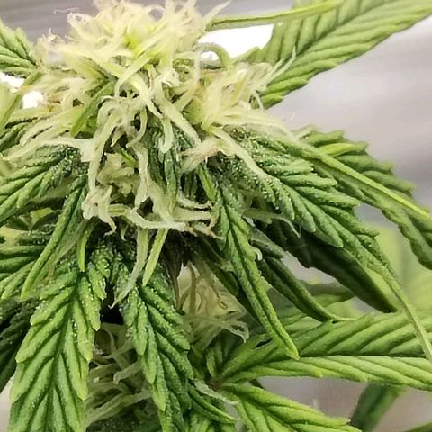 Matanuska growlog timeline photo