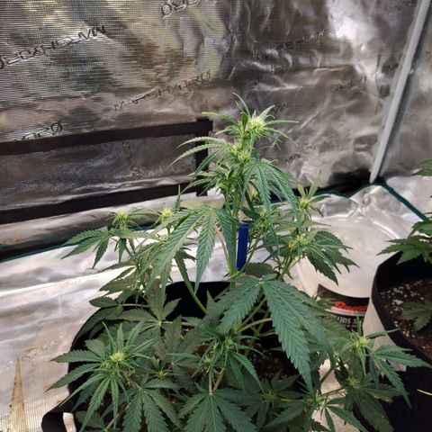 Critikal XXL auto growlog timeline photo