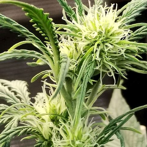 Critikal XXL auto growlog timeline photo