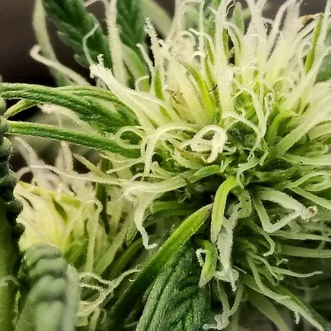 Critikal XXL auto growlog timeline photo