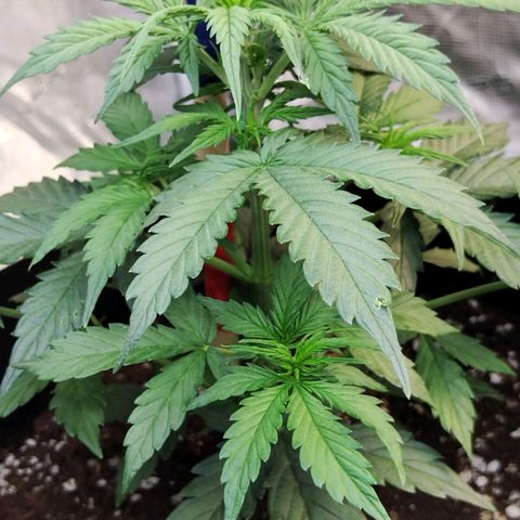 Critikal XXL auto growlog timeline photo