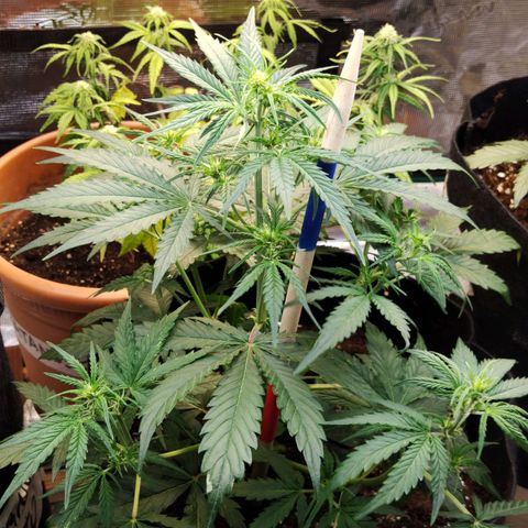 Critikal XXL auto growlog timeline photo